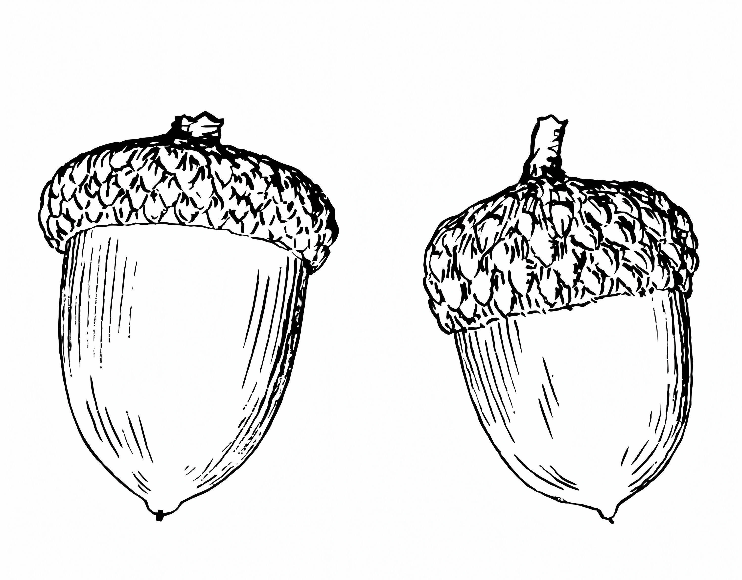 Two anti-stress acorns coloring page
